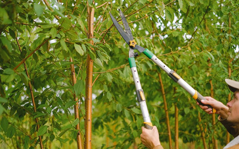 Tree trimming in Otterville, MO